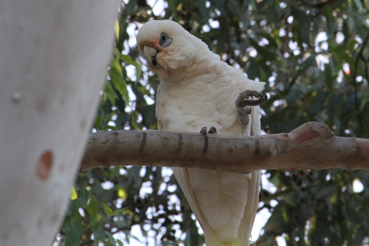 Little Corella - NICOLINO DALFONSO