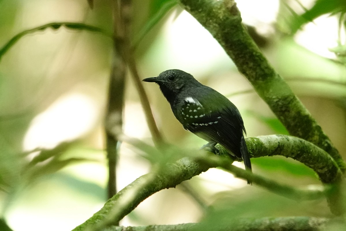 White-flanked Antwren - Vincent Rufray