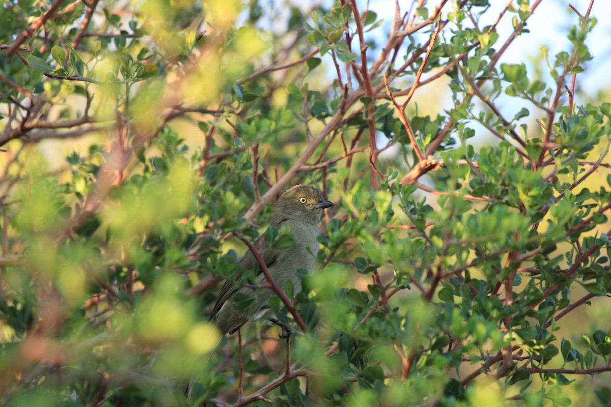 Sombre Greenbul - ML615870429