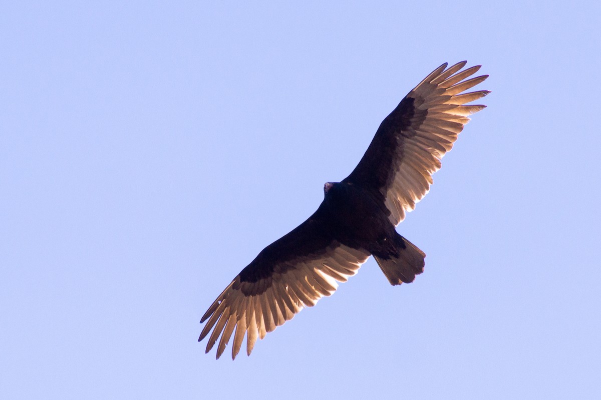Turkey Vulture - ML615870507
