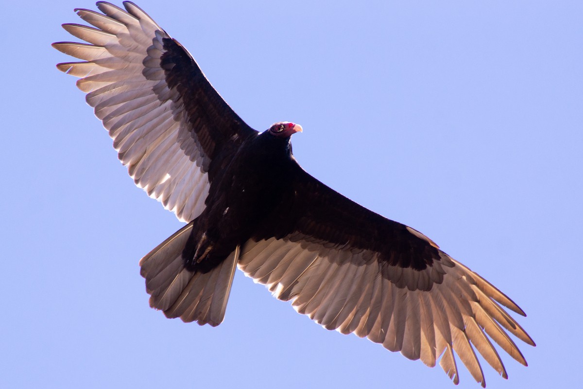 Turkey Vulture - Eaton Ekarintaragun