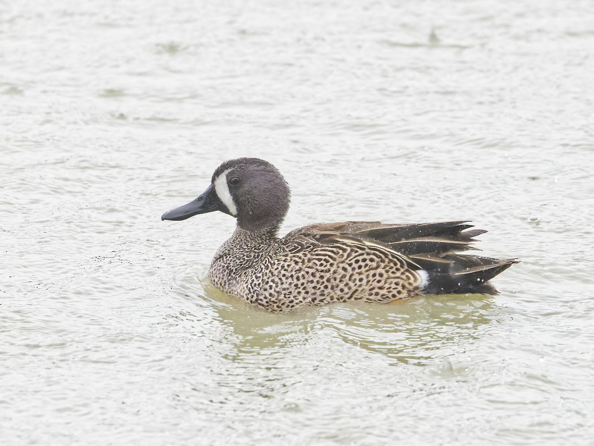 Blue-winged Teal - ML615870535