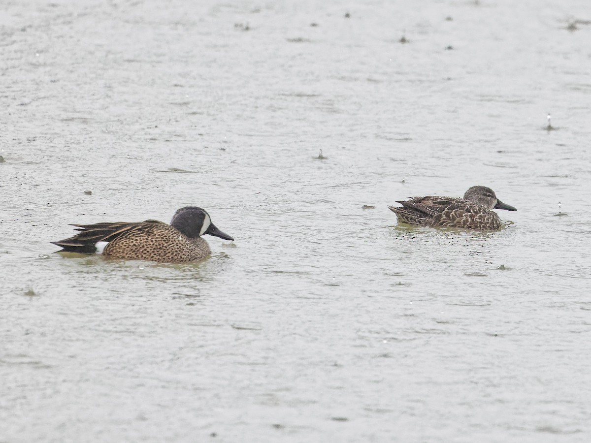 Blue-winged Teal - ML615870536