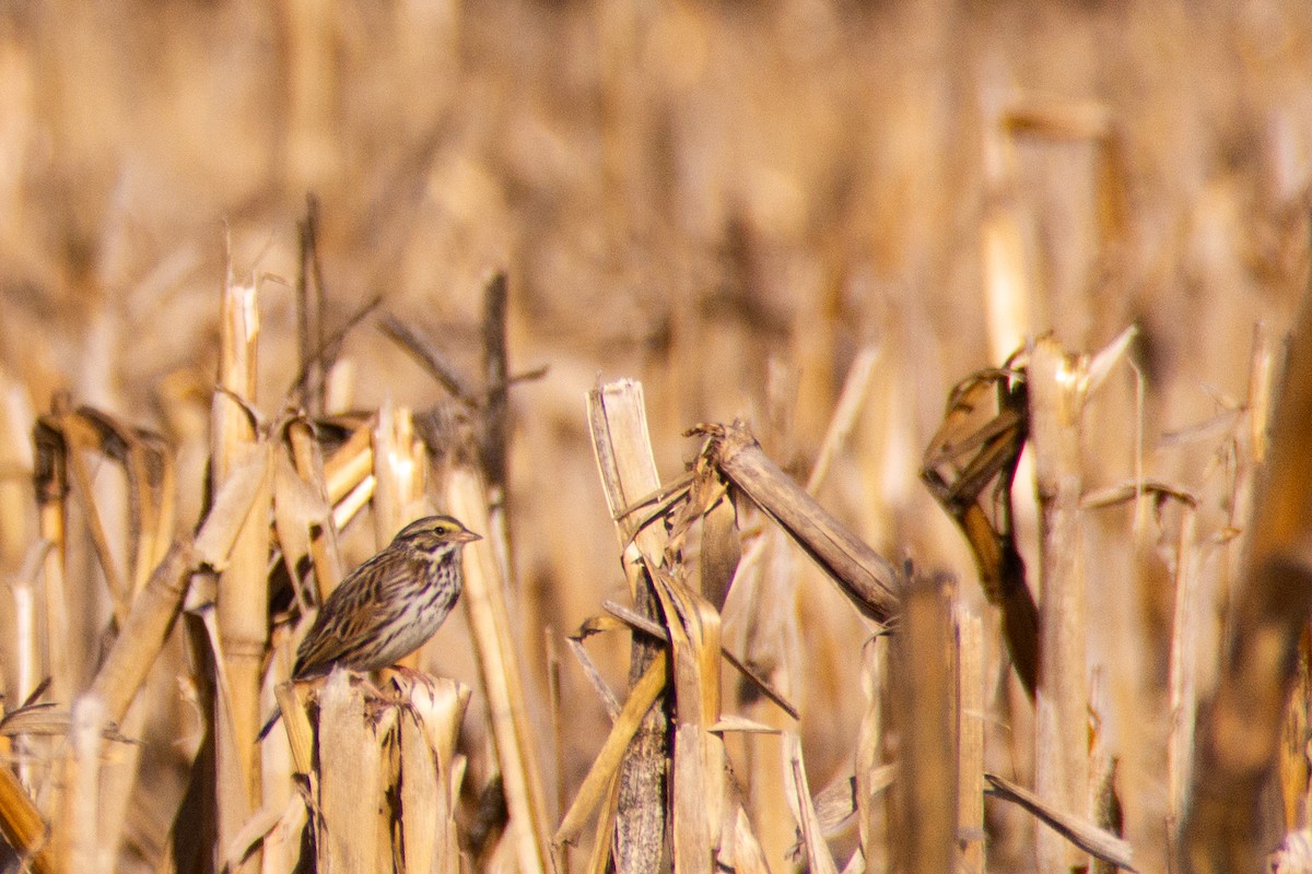 Savannah Sparrow - ML615870552