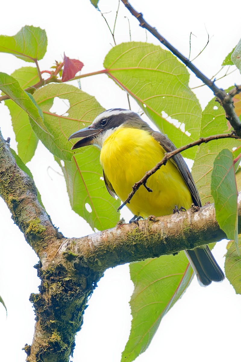 Boat-billed Flycatcher - ML615870565