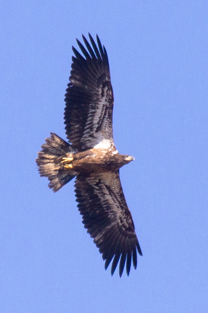 Bald Eagle - ML615870567