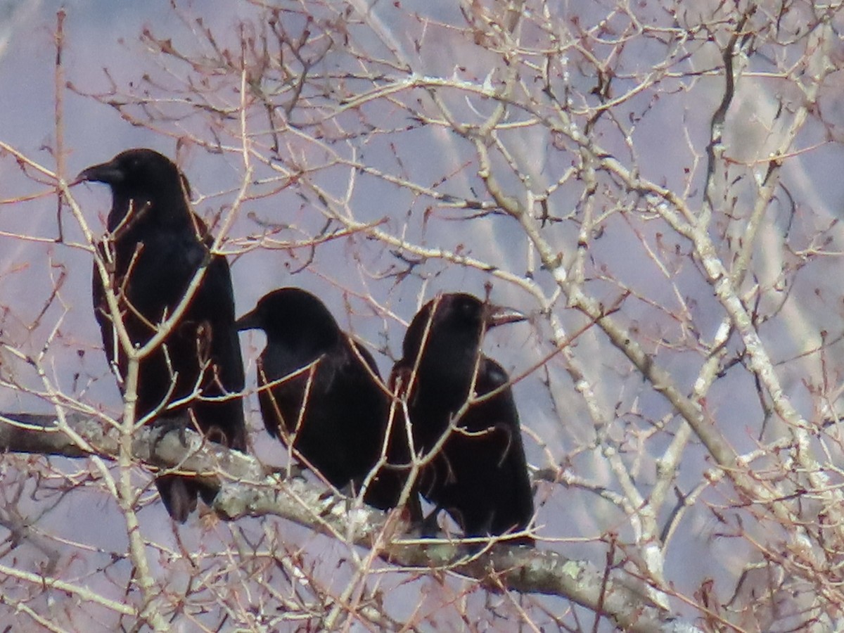 American Crow - ML615870576