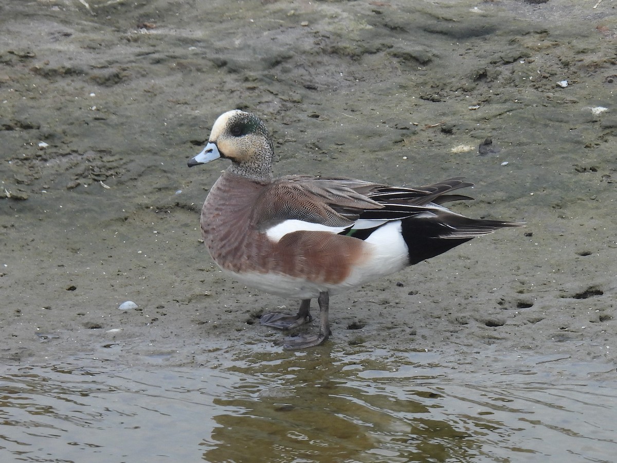 American Wigeon - ML615870596