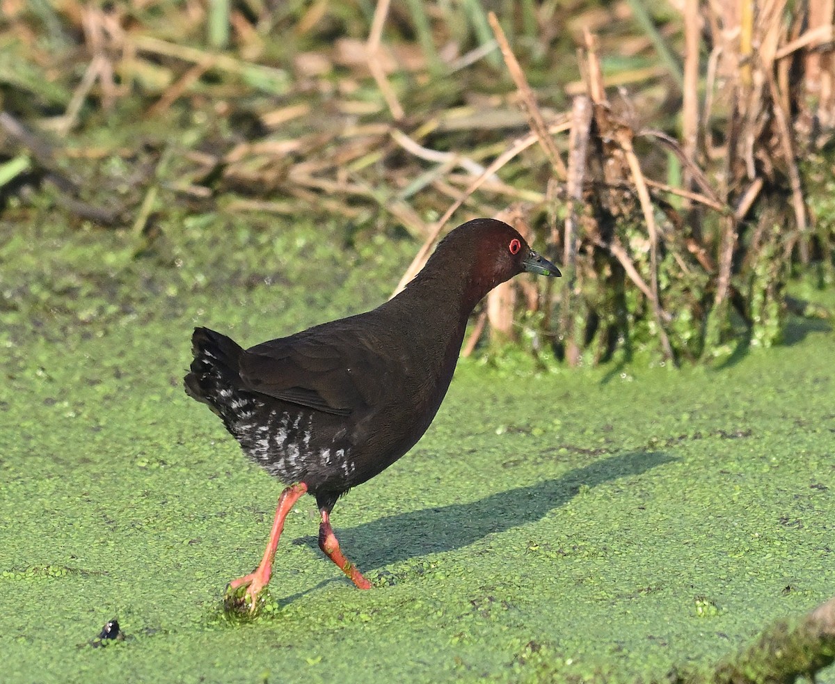 Ruddy-breasted Crake - ML615870621