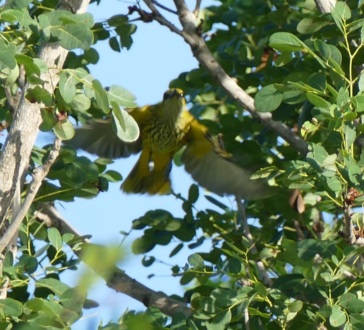 Eurasian Golden Oriole - Jane Williamson