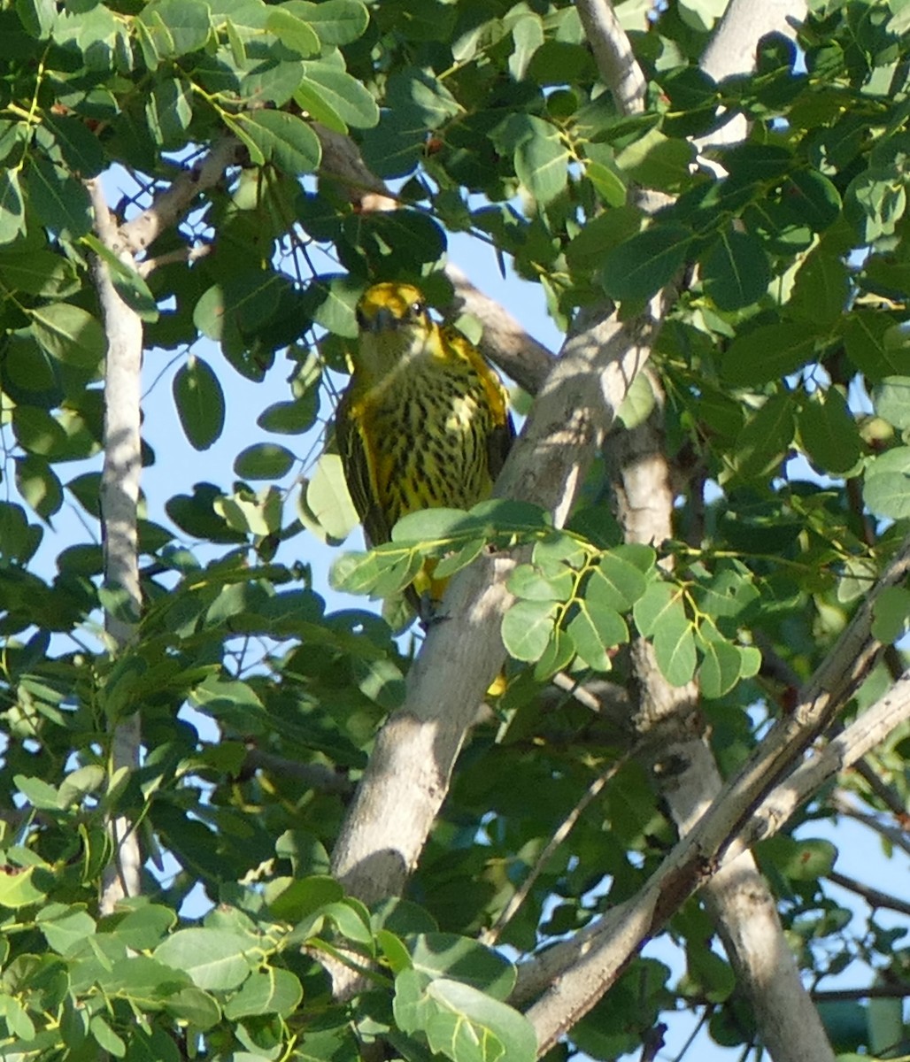 Эгэл шаргач - ML615870650