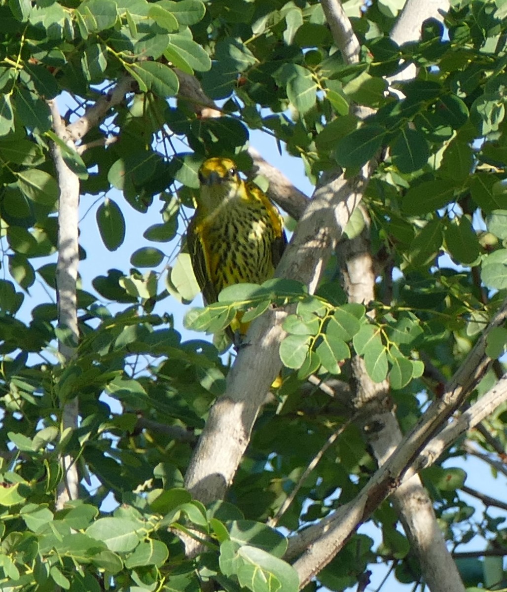 Eurasian Golden Oriole - ML615870650