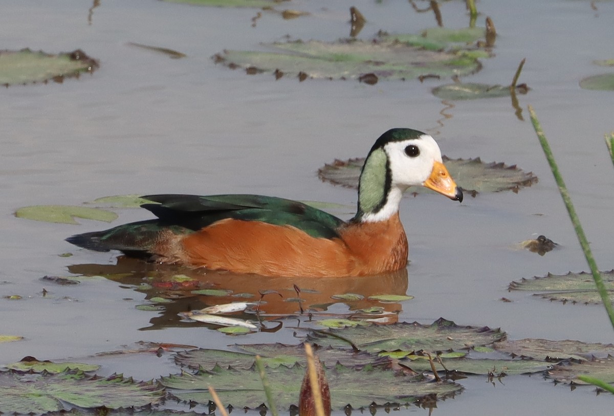 African Pygmy-Goose - ML615870661