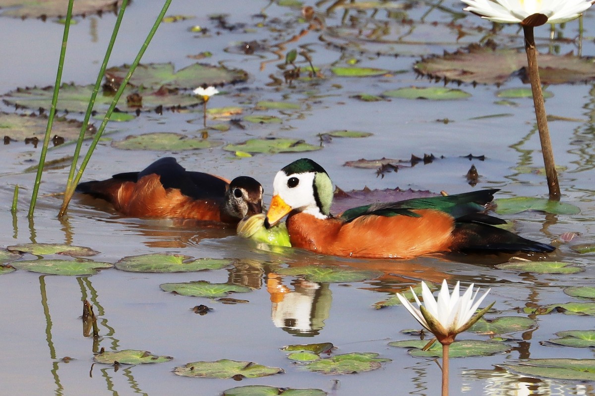 African Pygmy-Goose - ML615870662