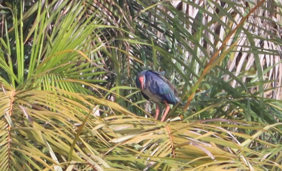 African Swamphen - ML615870678