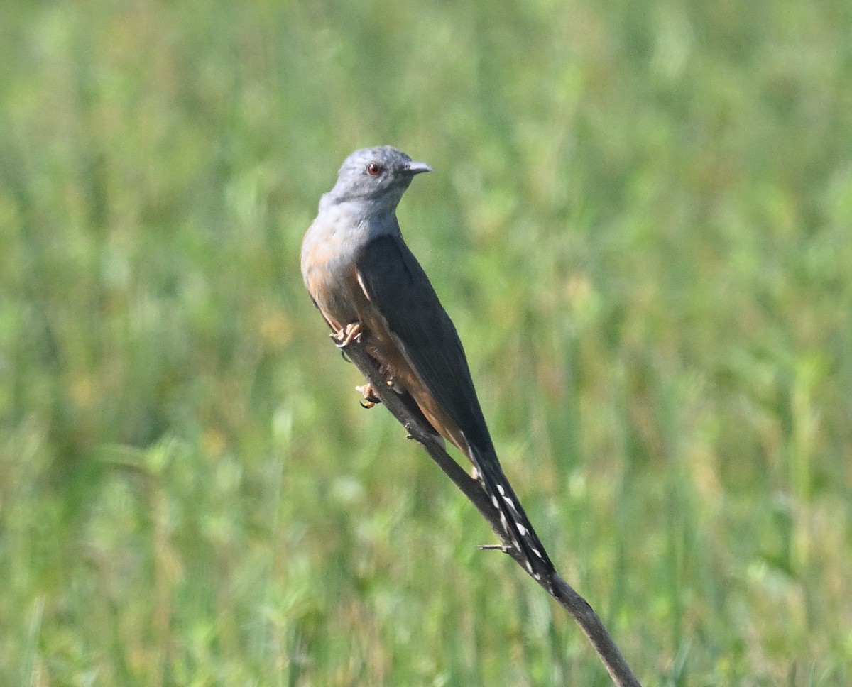 Plaintive Cuckoo - ML615870691