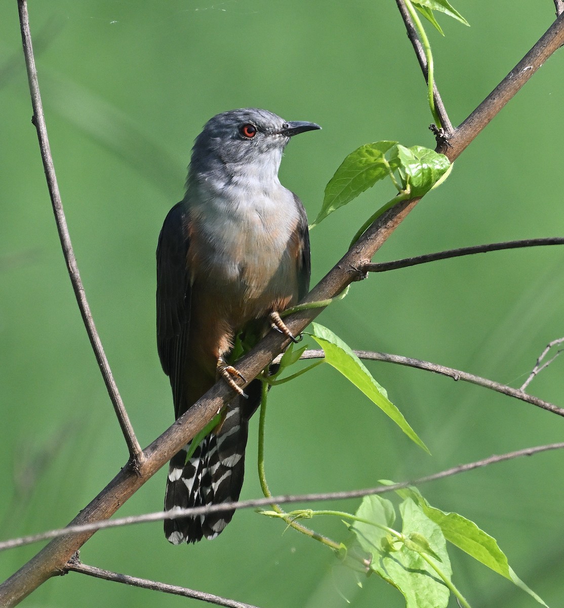 Plaintive Cuckoo - ML615870693