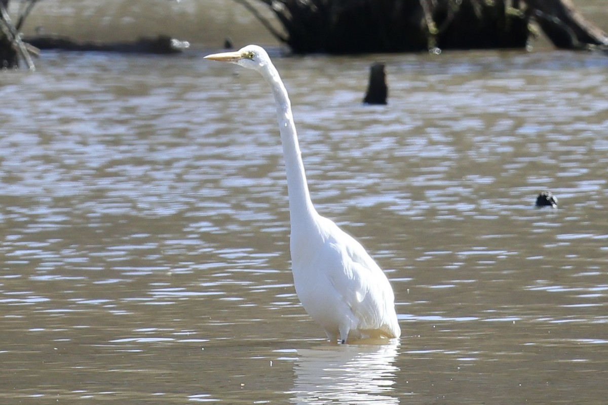 Great Egret - ML615870711