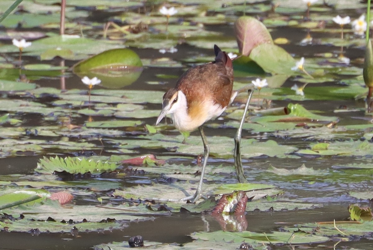 Jacana à poitrine dorée - ML615870712