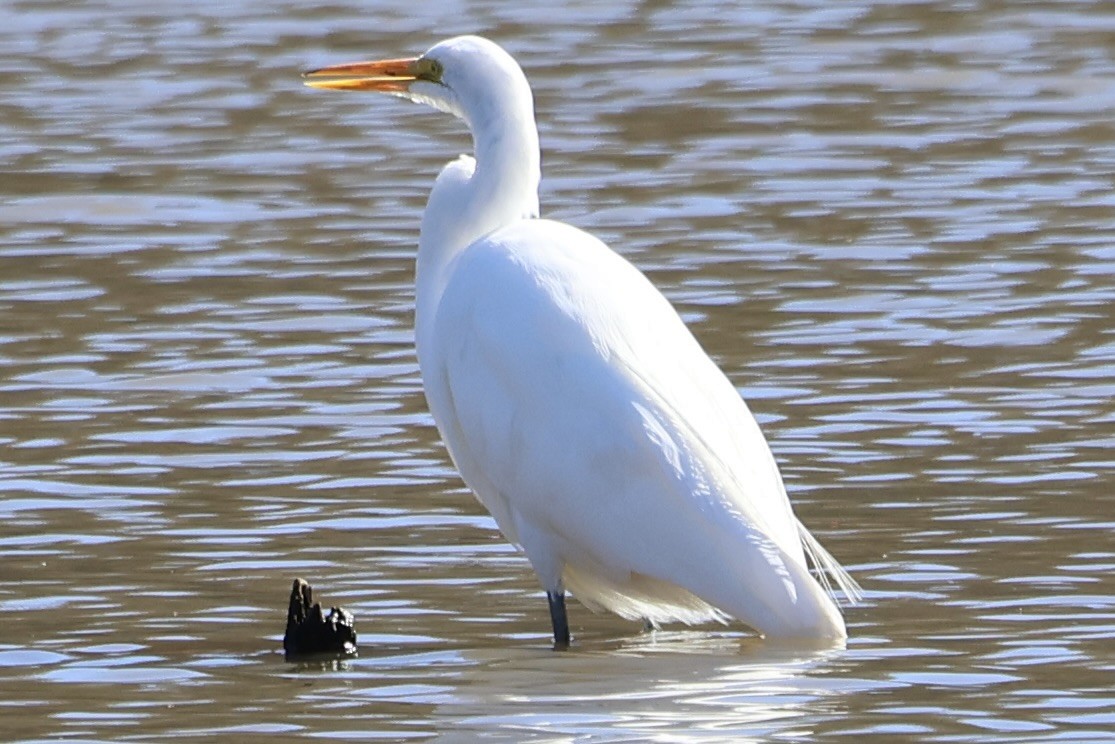 Great Egret - ML615870718