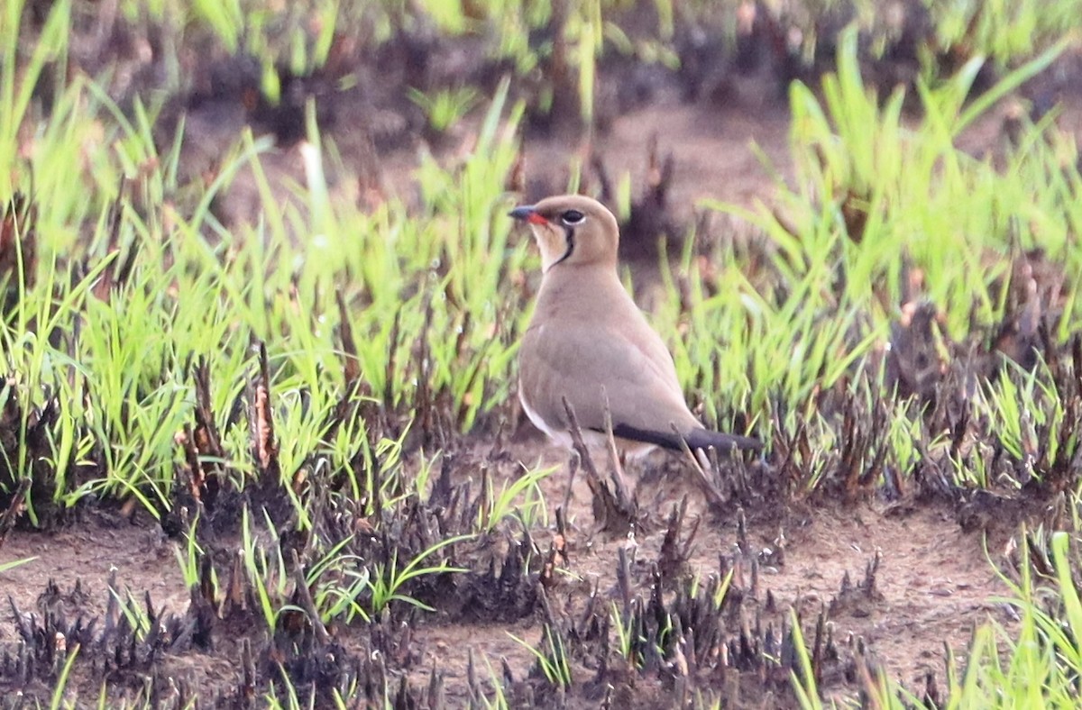 Collared Pratincole - ML615870720