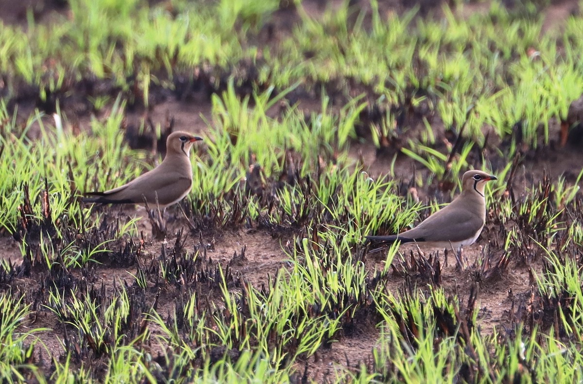 Collared Pratincole - ML615870721