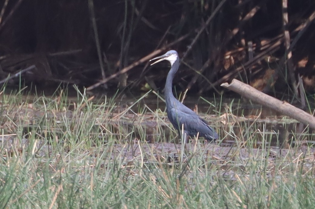 Western Reef-Heron - ML615870739