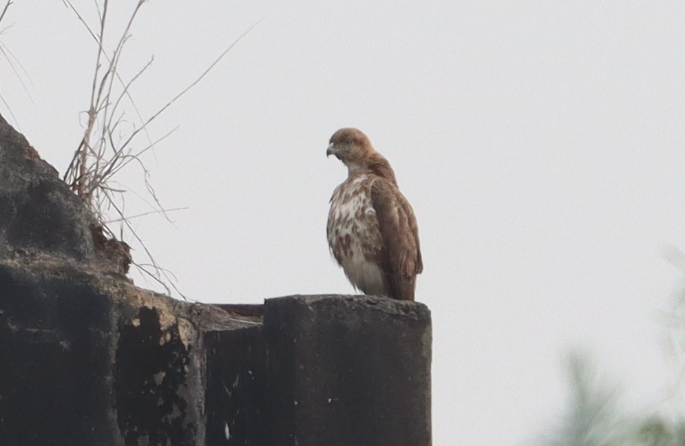 Red-necked Buzzard - ML615870746