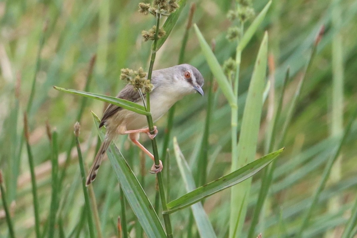 Tawny-flanked Prinia - ML615870774