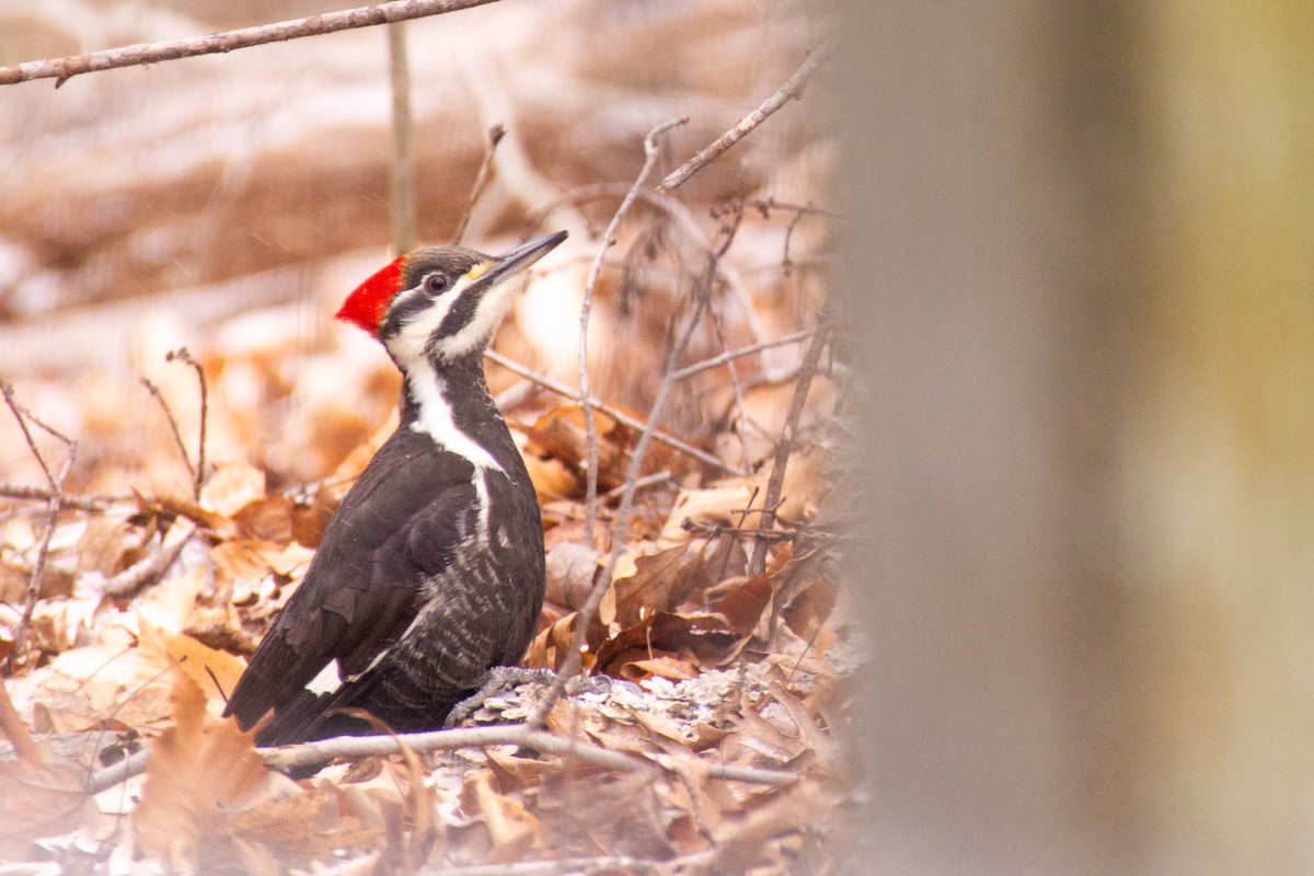 Pileated Woodpecker - Eaton Ekarintaragun