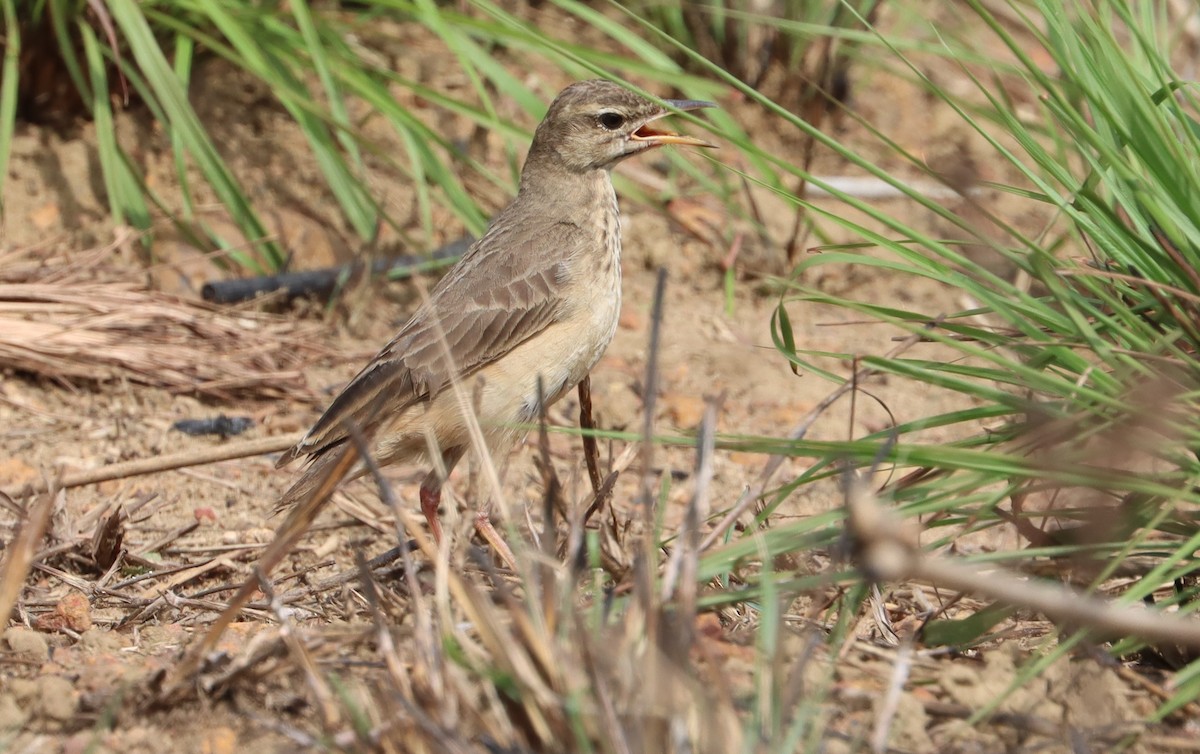 Plain-backed Pipit - ML615870785