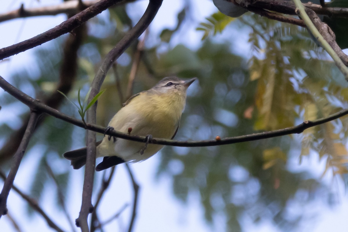 Philadelphia Vireo - Richard Harris