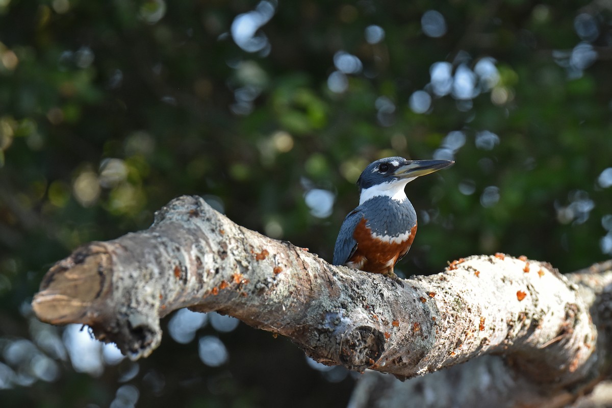 Ringed Kingfisher - ML615870836