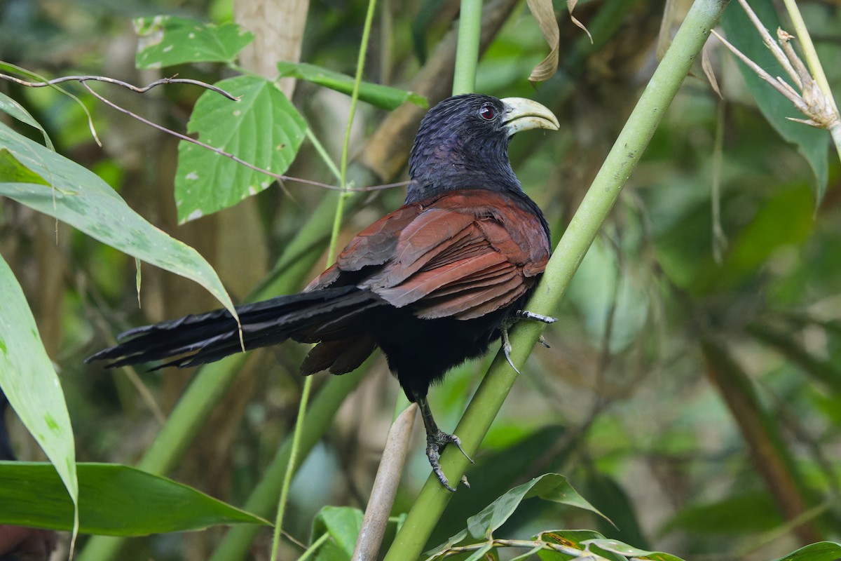 Green-billed Coucal - ML615870842