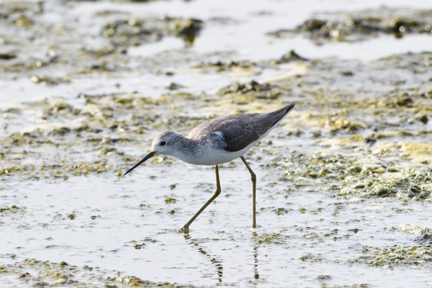 Marsh Sandpiper - ML615870859