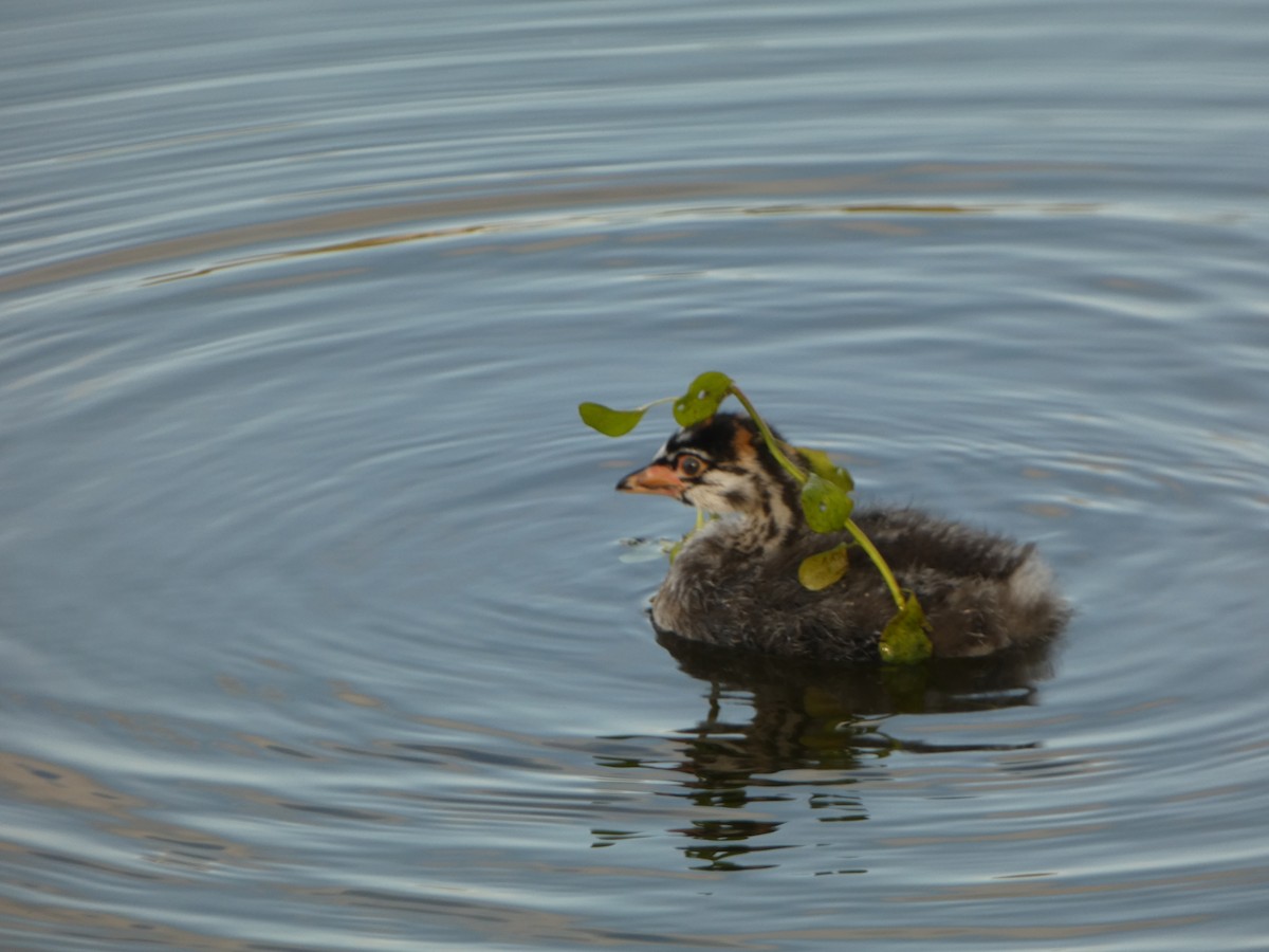 Pied-billed Grebe - ML615870869