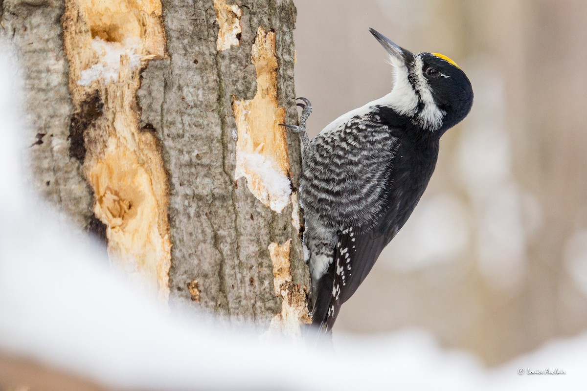 Black-backed Woodpecker - Louise Auclair