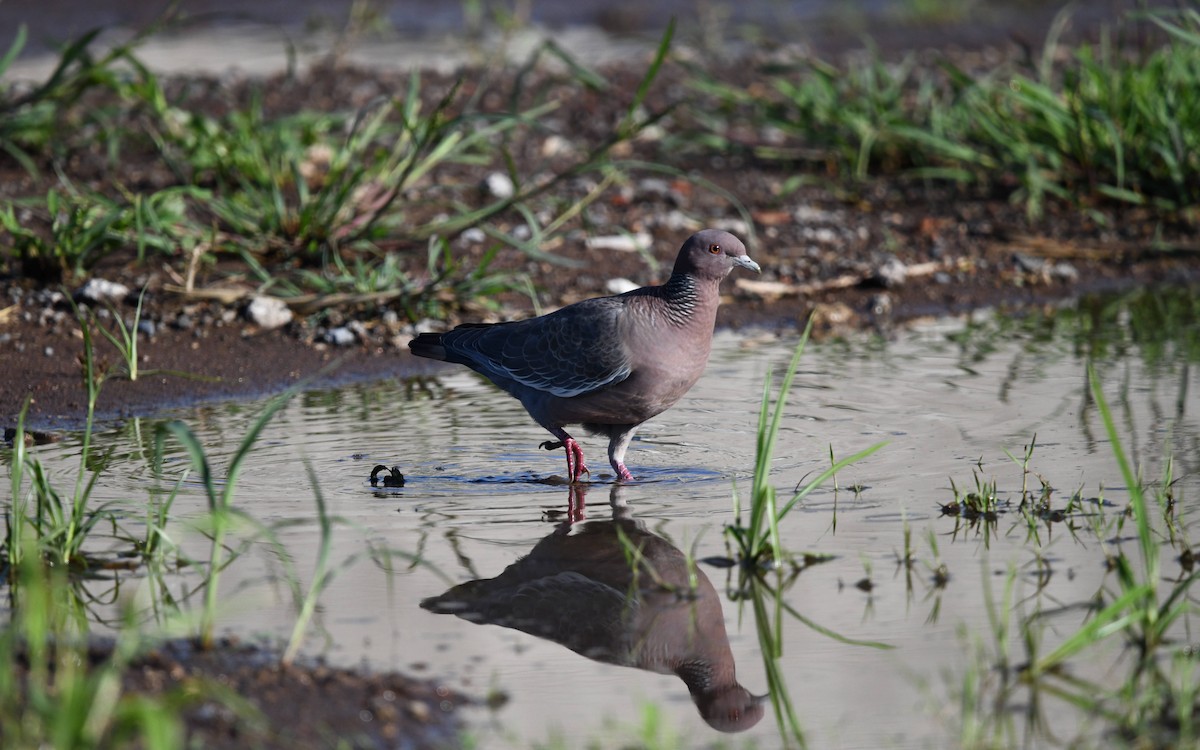 Picazuro Pigeon - ML615870891