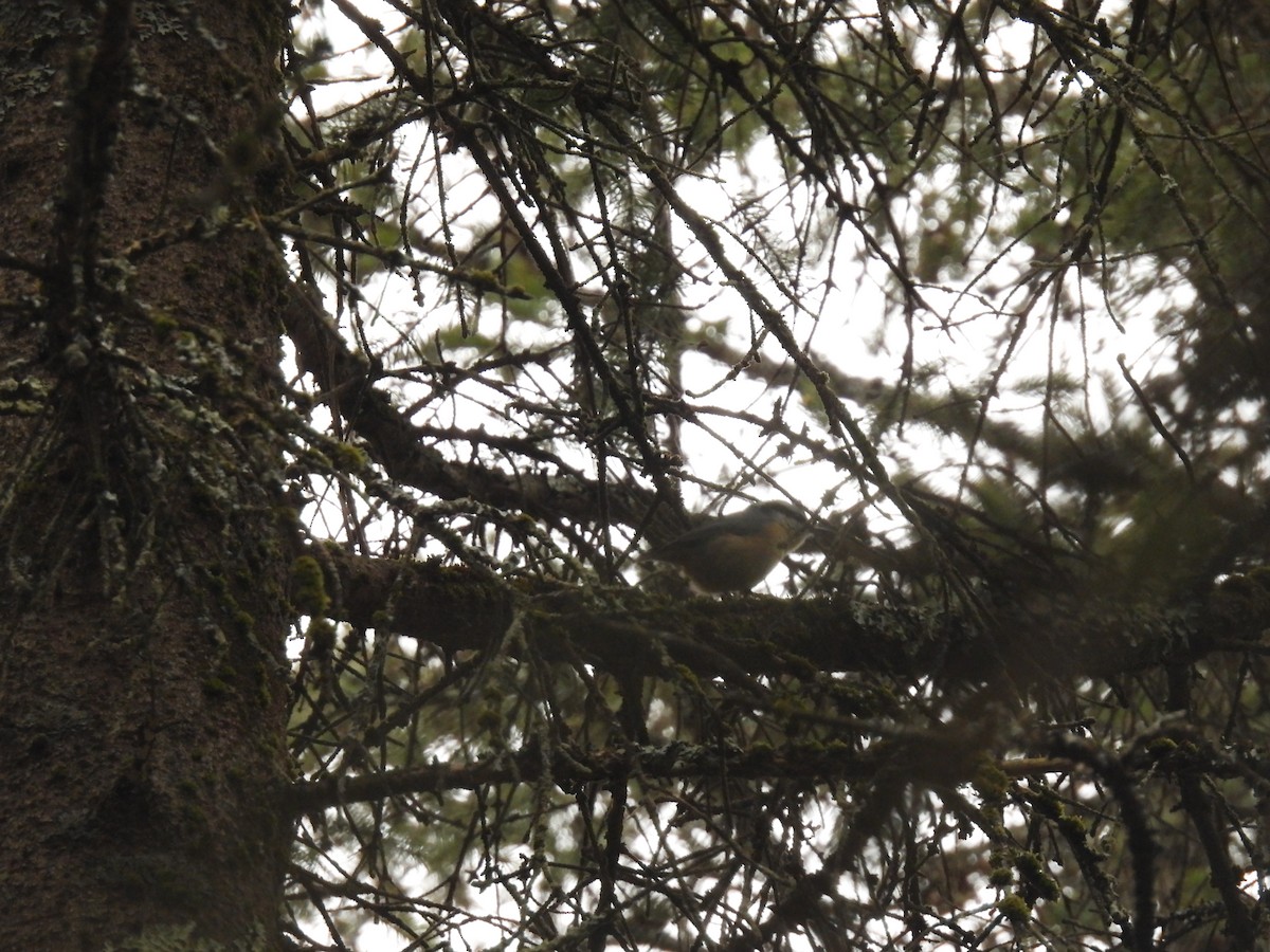 Red-breasted Nuthatch - ML615870896