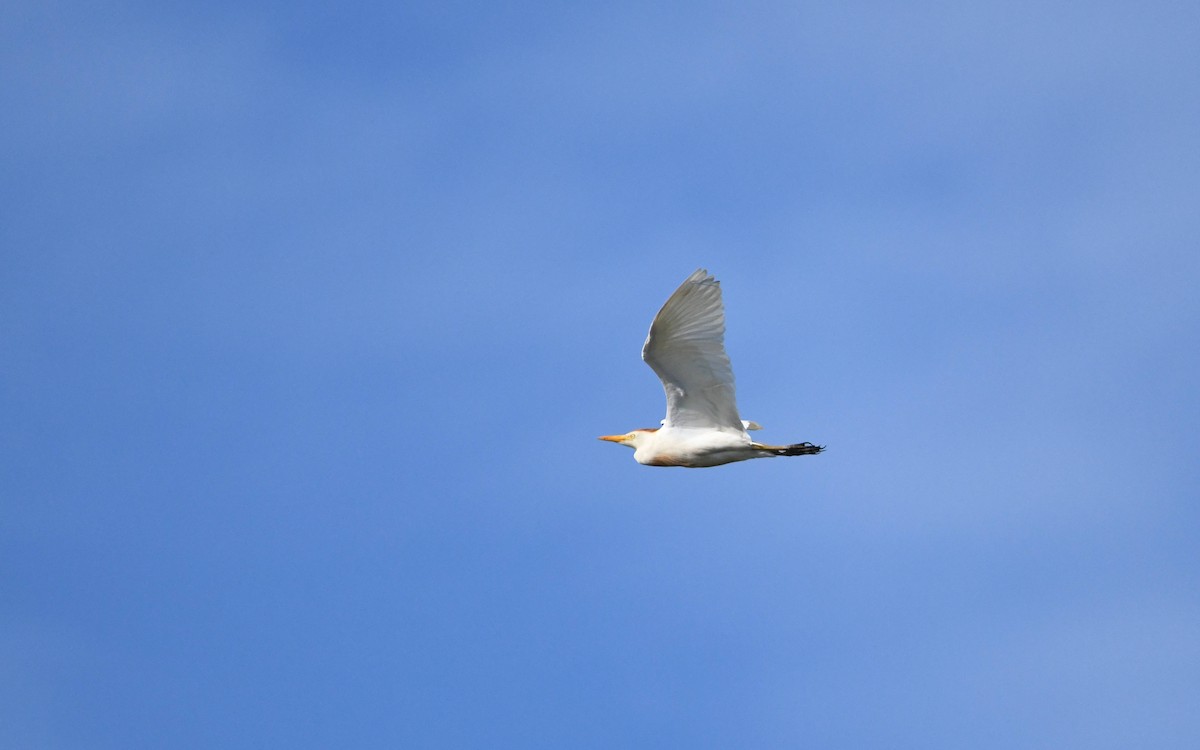 Western Cattle Egret - ML615870899