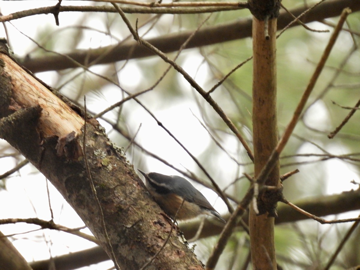 Red-breasted Nuthatch - ML615870906