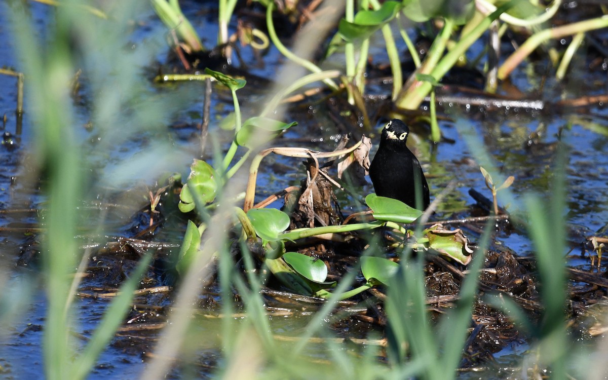 Spectacled Tyrant - ML615870914