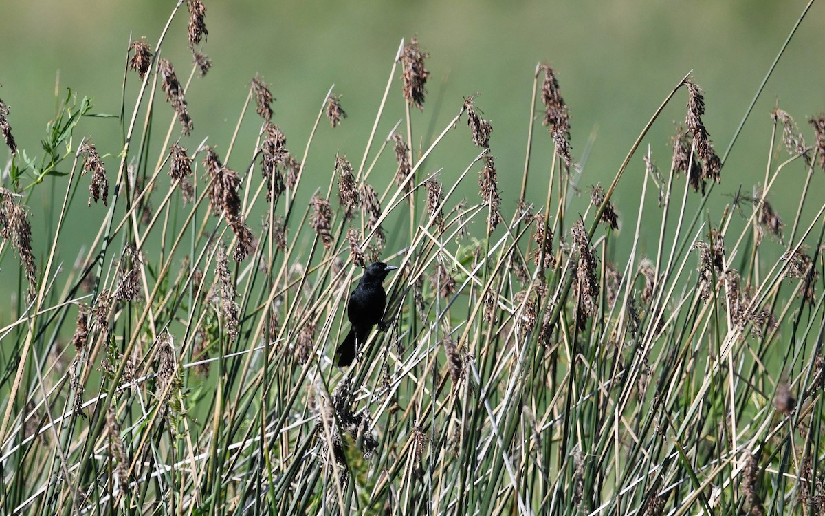 Unicolored Blackbird - ML615870923