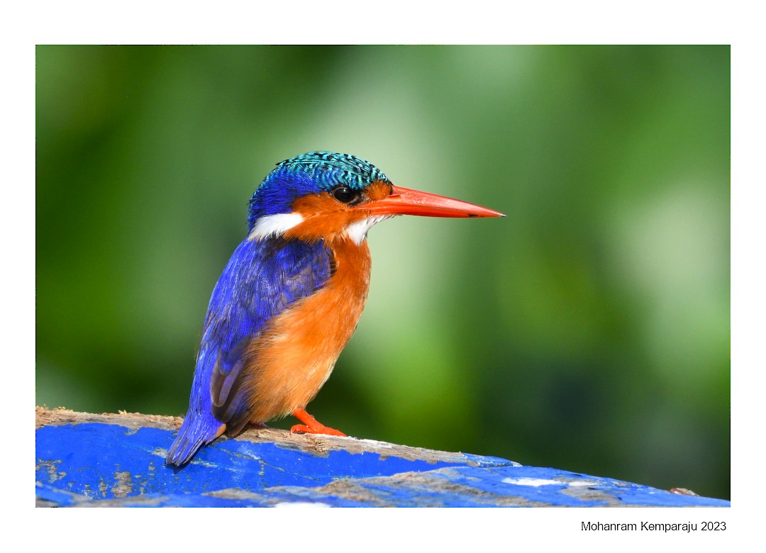 Malachite Kingfisher - Mohanram Kemparaju