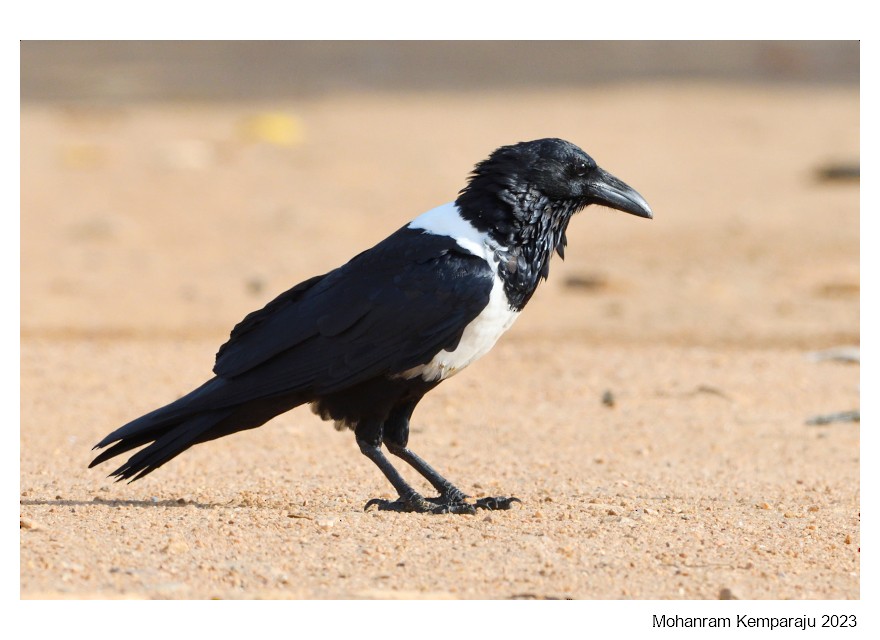 Pied Crow - Mohanram Kemparaju