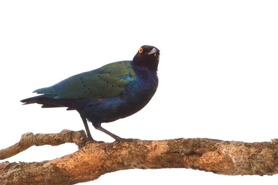 Purple Starling - Mohanram Kemparaju