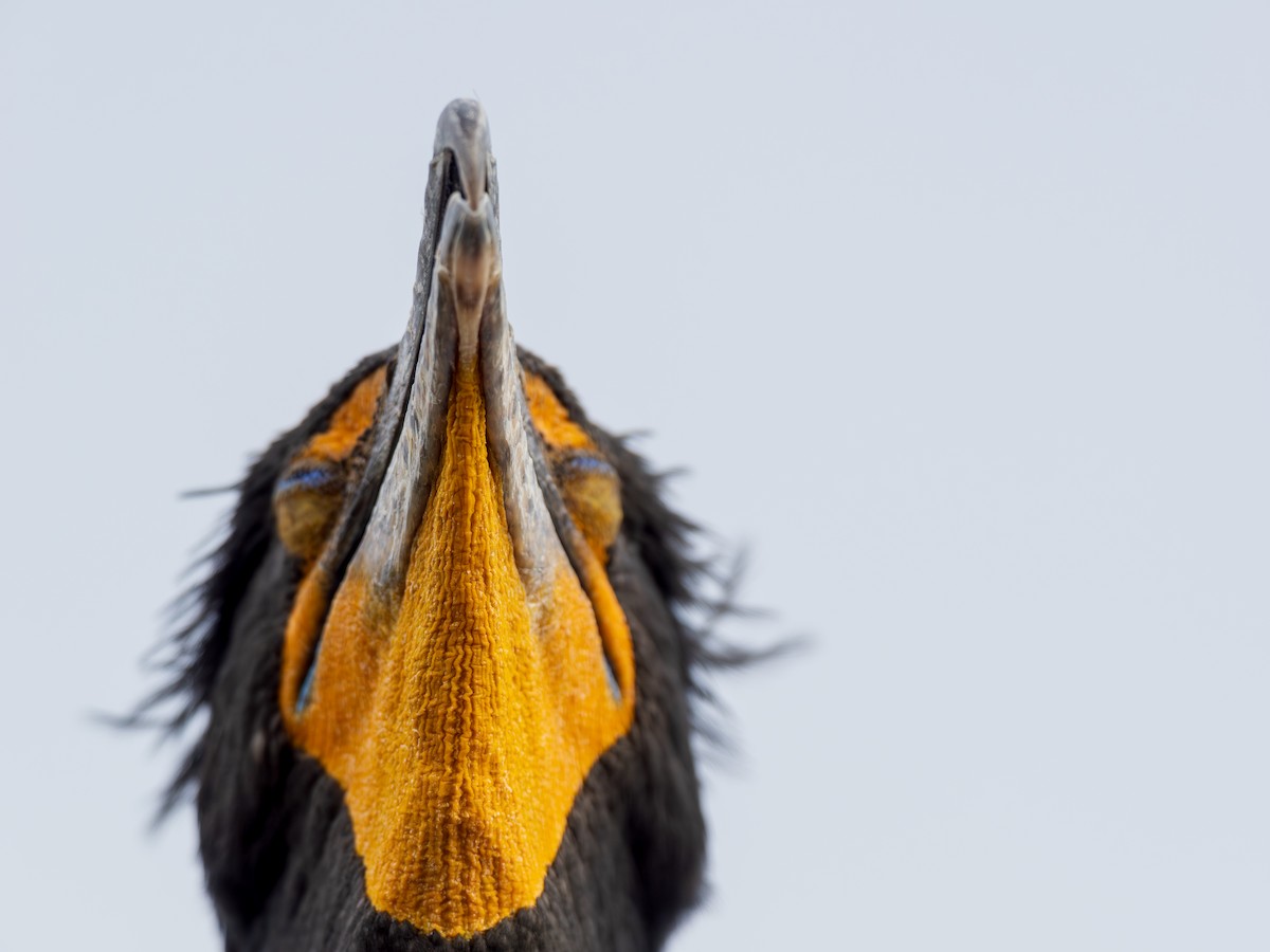 Double-crested Cormorant - Daniel Singer