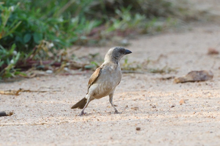 Northern Gray-headed Sparrow - Mohanram Kemparaju