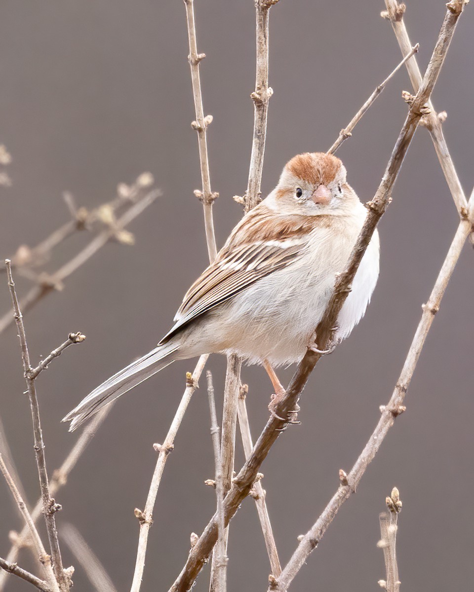 Field Sparrow - ML615870986