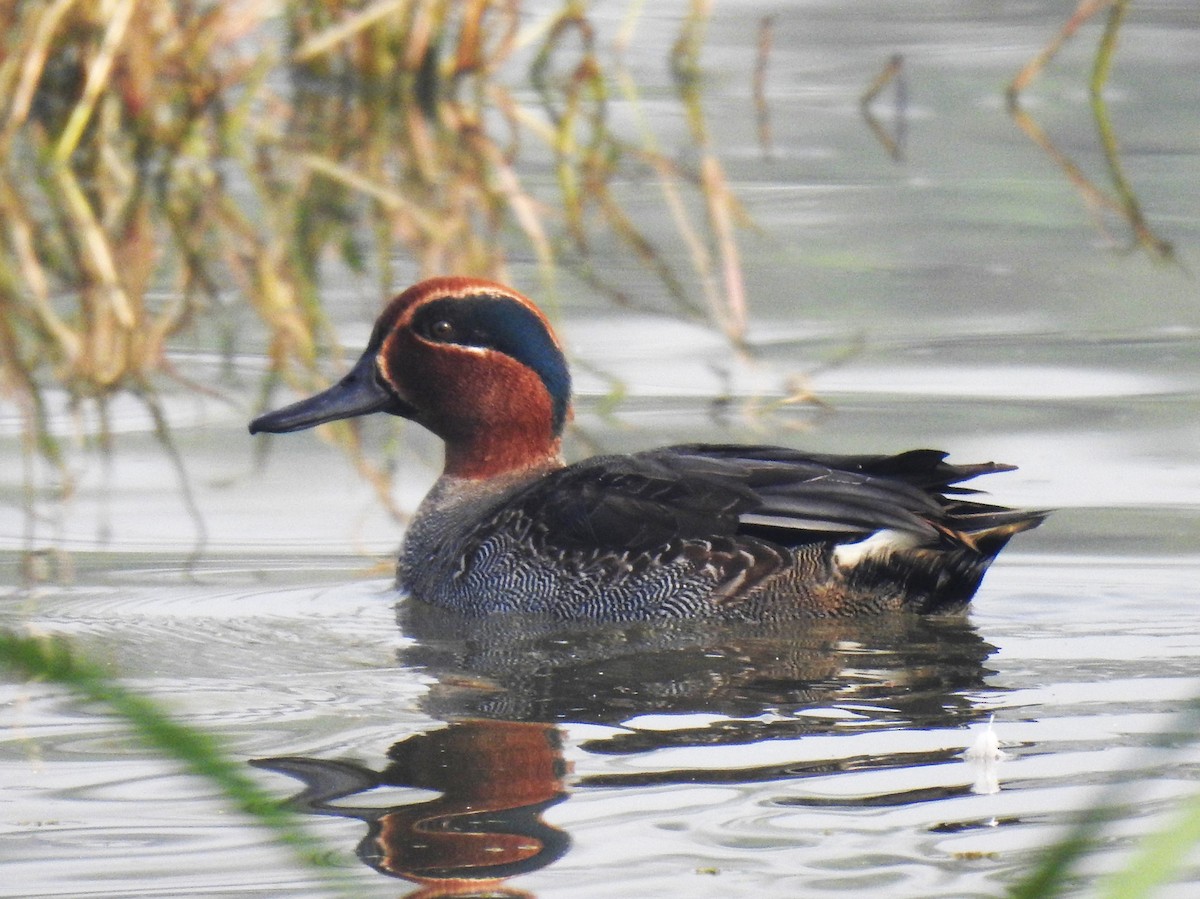 Green-winged Teal - ML615871019